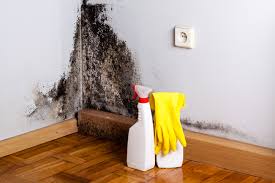 Mold Odor Removal Services in Audubon Park, KY